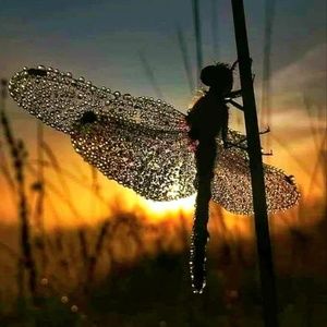 Meet your Posher, Angie